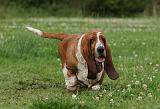 BASSET HOUND 026